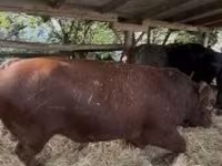 公牛, Holstein breed — 照片 3