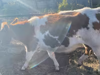 Buğa, Simmental cattle — foto 4