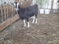 Goat, Goats — photo 1