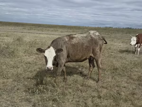 Cow, Kazakh White-headed cow