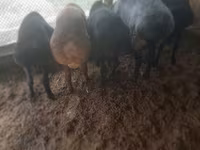 Bode, Cabras — foto 3