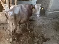 Bull, Simmental cattle — photo 6