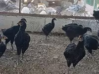 Chickens — الصورة 5