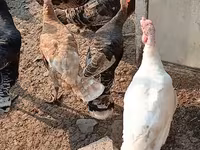 Turkeys — foto 2