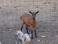 Коза, Alpine goat — фото 2