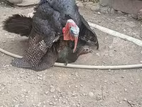 Turkeys — foto 2