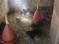 Australorp — photo 3