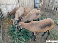 Ovelha, Cameroon sheep — foto 2