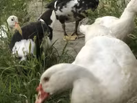 pato criollo doméstico — foto 2