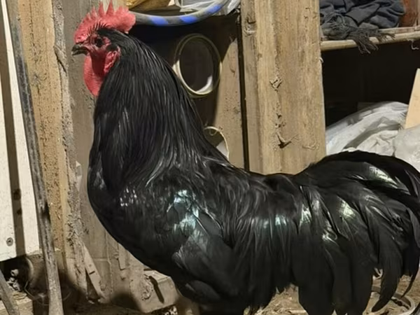 Chickens — Azerbaijan