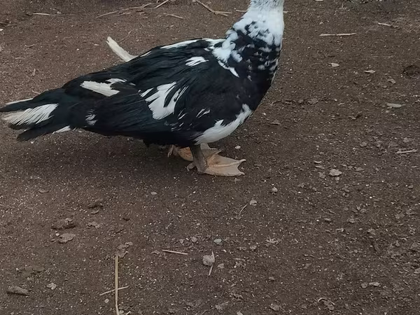 Ducks