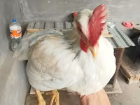 Chickens — الصورة 2