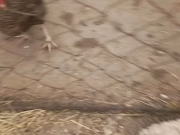 Chickens — Azərbaycan