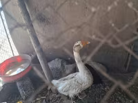Geese — foto 3