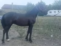 Kůň, Friesian — foto 2