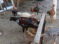 Chickens — foto 5