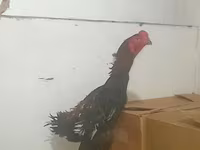 Shamo chickens — foto 5