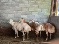 Qoyun, Afghan Arabi sheep — foto 4