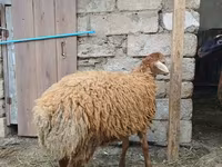 نعجة, الأغنام — الصورة 5