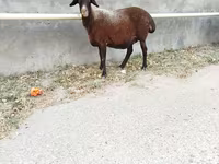 Sheep, Sheep — photo 2