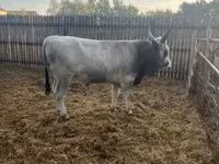 Býk, Maďarské šedé plemeno — foto 5
