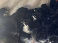 Australorp — photo 1