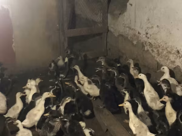 Ducks