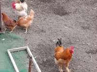 Chickens — Foto 1