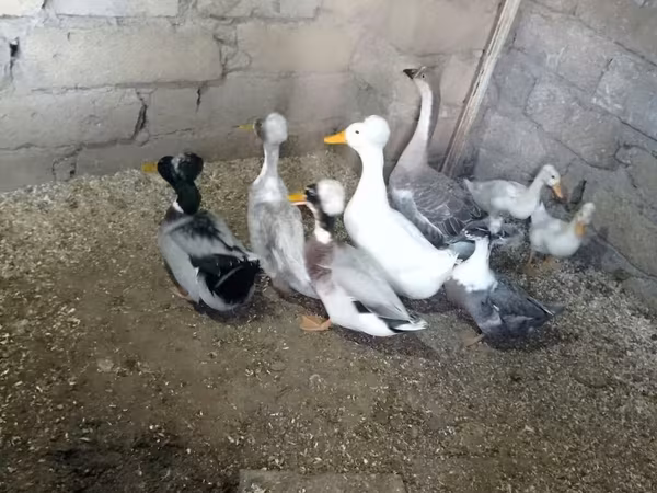 Ducks