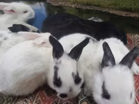Dovşan yemləri 2-azn, 2.50 Bala Dovşanlar 5azn. Apilka (Yonqar — الصورة 4