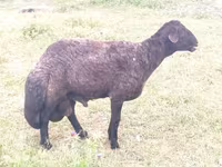 Ram, Karakul sheep — photo 1