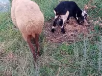 Sheep, Sheep — photo 2