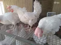 Chickens — foto 4