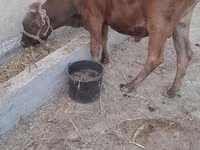 牛只（批次，未指定性别）, Cattle — 照片 8