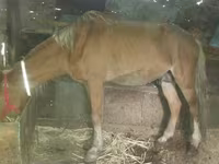 Mare, Horses — photo 1