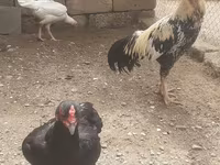 Chickens — photo 1