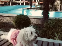 Erkey pudel,maltes axtarılır cütlesdirmey üçün — foto 4