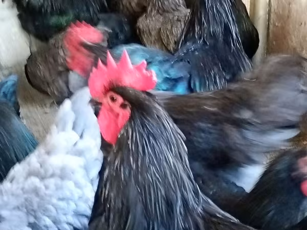 Australian Pit Game fowl