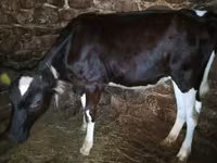 Cow, Holstein breed — photo 2