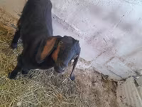 Dişi keçi, Nubian Goat — foto 3