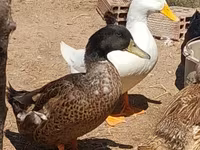Ducks — photo 8