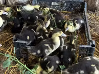 Ducks — photo 2