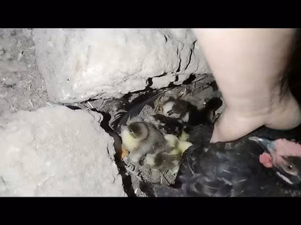 Ducks — Azerbaijan