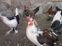Japanese Bantam — photo 4