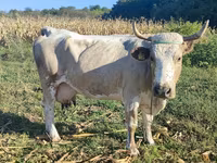 Vaca, Ganado vacuno — foto 2