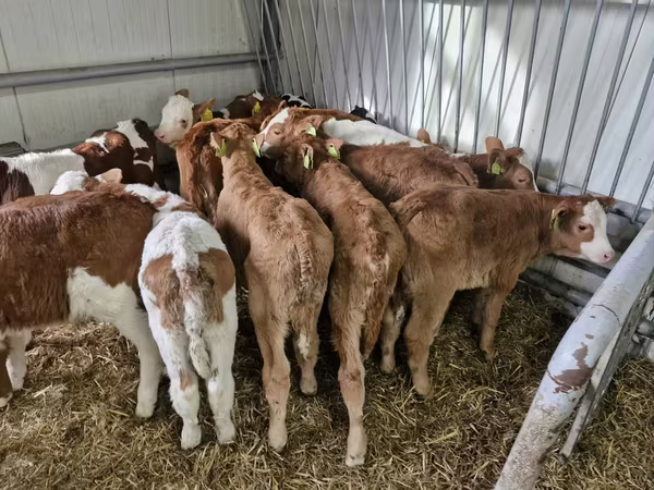 أبقار (دفعة، الجنس غير محدد), Simmental cattle