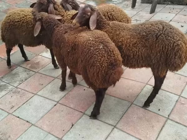 Beran, Ovce — Ázerbájdžán