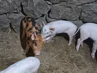 Säue, Schweine — Foto 6