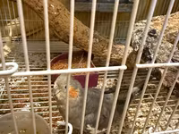 Qefes qarisiq korella altinda 5 yumurtasi var tecili pul ehtiyacdi — 照片 2