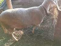 Qoç, Lacaune sheep — foto 5